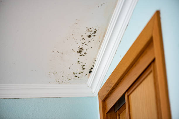 Best Attic Mold Remediation in Watertown, MN