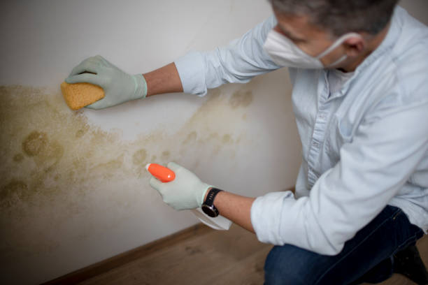 Best Post-Flood Mold Remediation in Watertown, MN