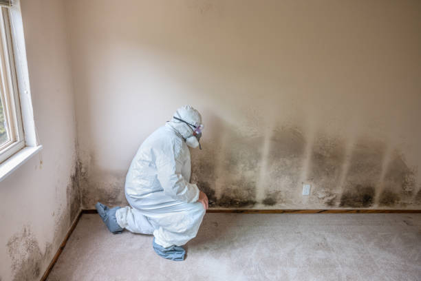 Best Bathroom Mold Remediation in Watertown, MN